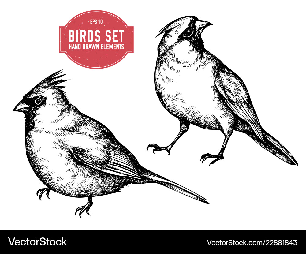 Collection of hand drawn black and white Collection of hand drawn black and white vector image