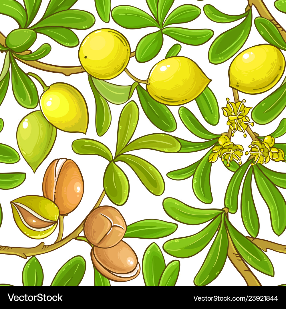 Argan branches pattern on white background Argan branches pattern on white background vector image