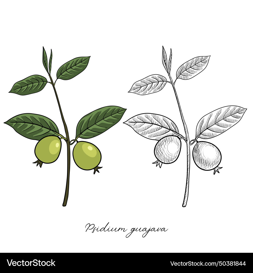 Drawing guava tree vector image