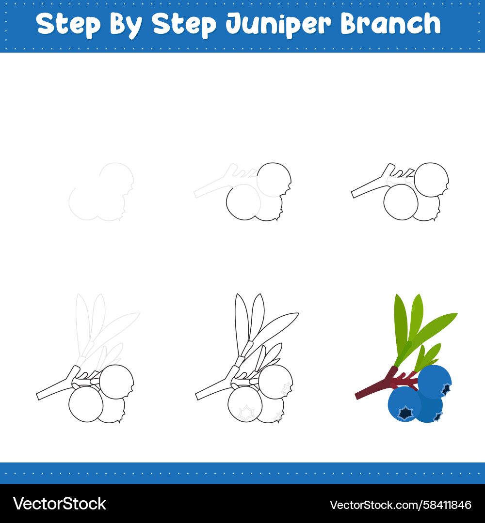 Juniper Branch Drawing Tutorial Vector Image