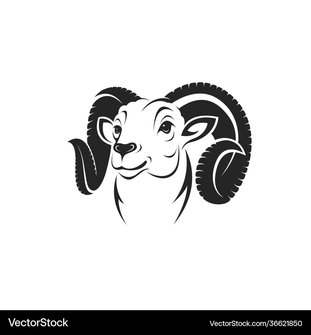 Bighorn ram head on white background Bighorn ram head on white background vector image