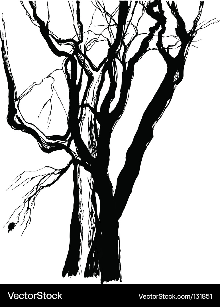 Ancient Tree Sketch Vector Image