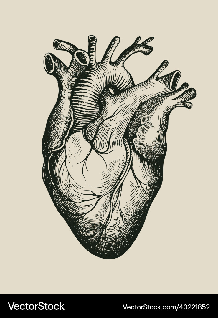 Pencil drawing of a human heart in retro style