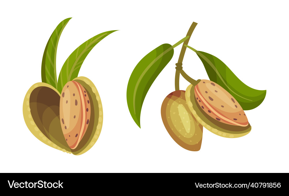 Almonds on Branch - Close-Up Vector Image