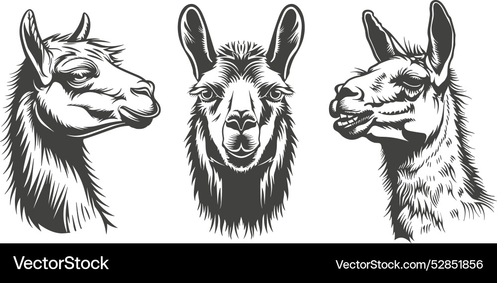 Lama portrait side and front view of head alpaca Lama portrait side and front view of head alpaca vector image