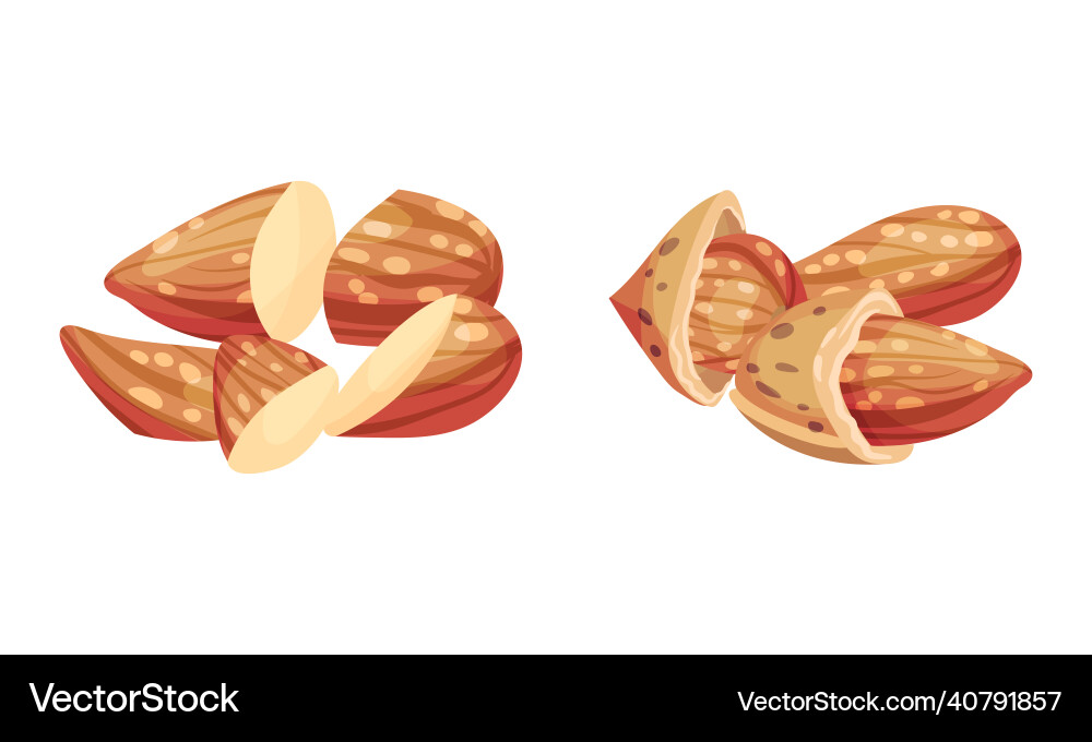Almond kernels in nutshell set Vector Image