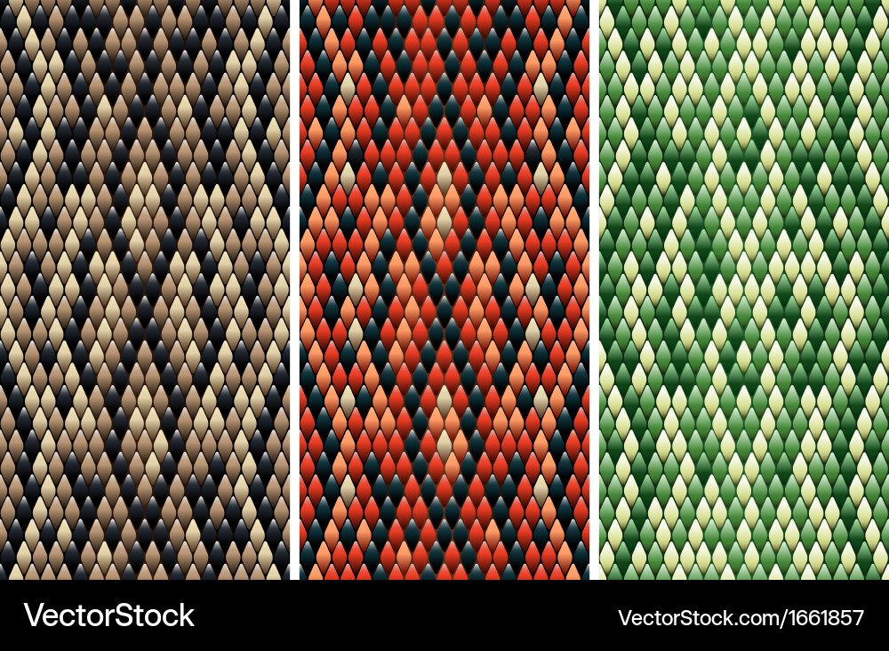 Scales Snake Pattern Collection Vector Image