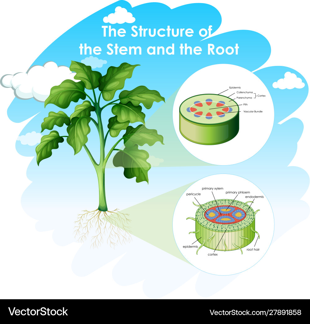 Diagramm showing structure stem and root Diagramm showing structure stem and root vector image