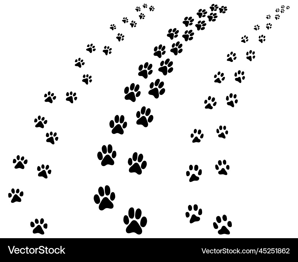 Dog Footprints on White Background vector image