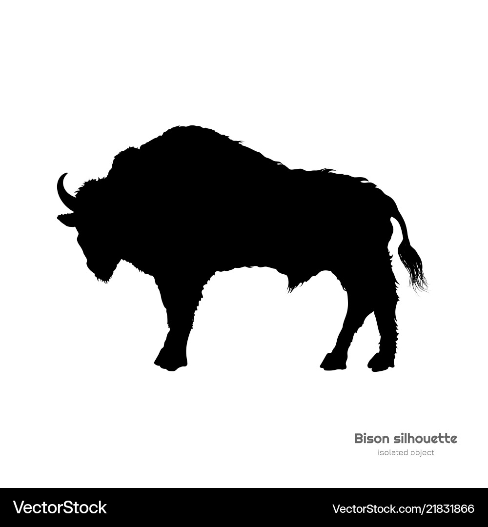 Black silhouette of bison on white background vector image