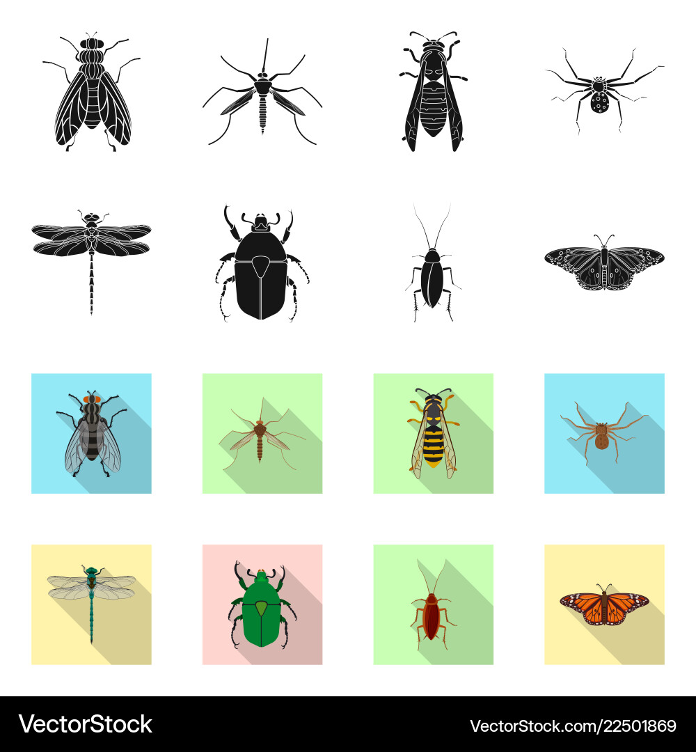 Isolated object of insect and fly symbol set Isolated object of insect and fly symbol set vector image
