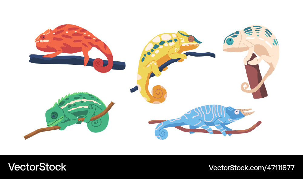 Set colorful chameleons on tree branches Set colorful chameleons on tree branches vector image