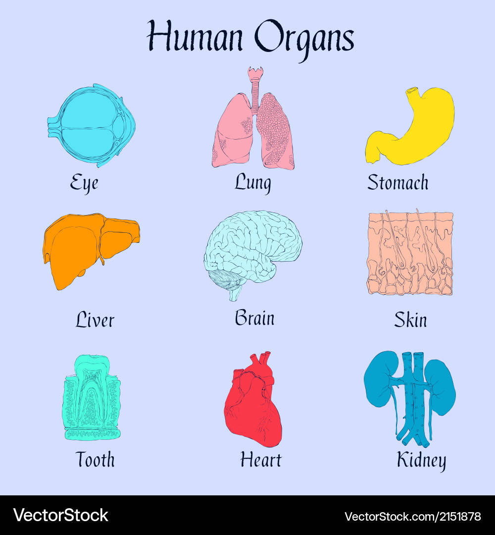 Human organs flat icons Royalty Free Vector Image