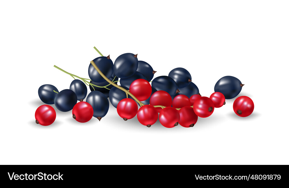Realistic of redcurrant and blue currant on white Realistic of redcurrant and blue currant on white vector image
