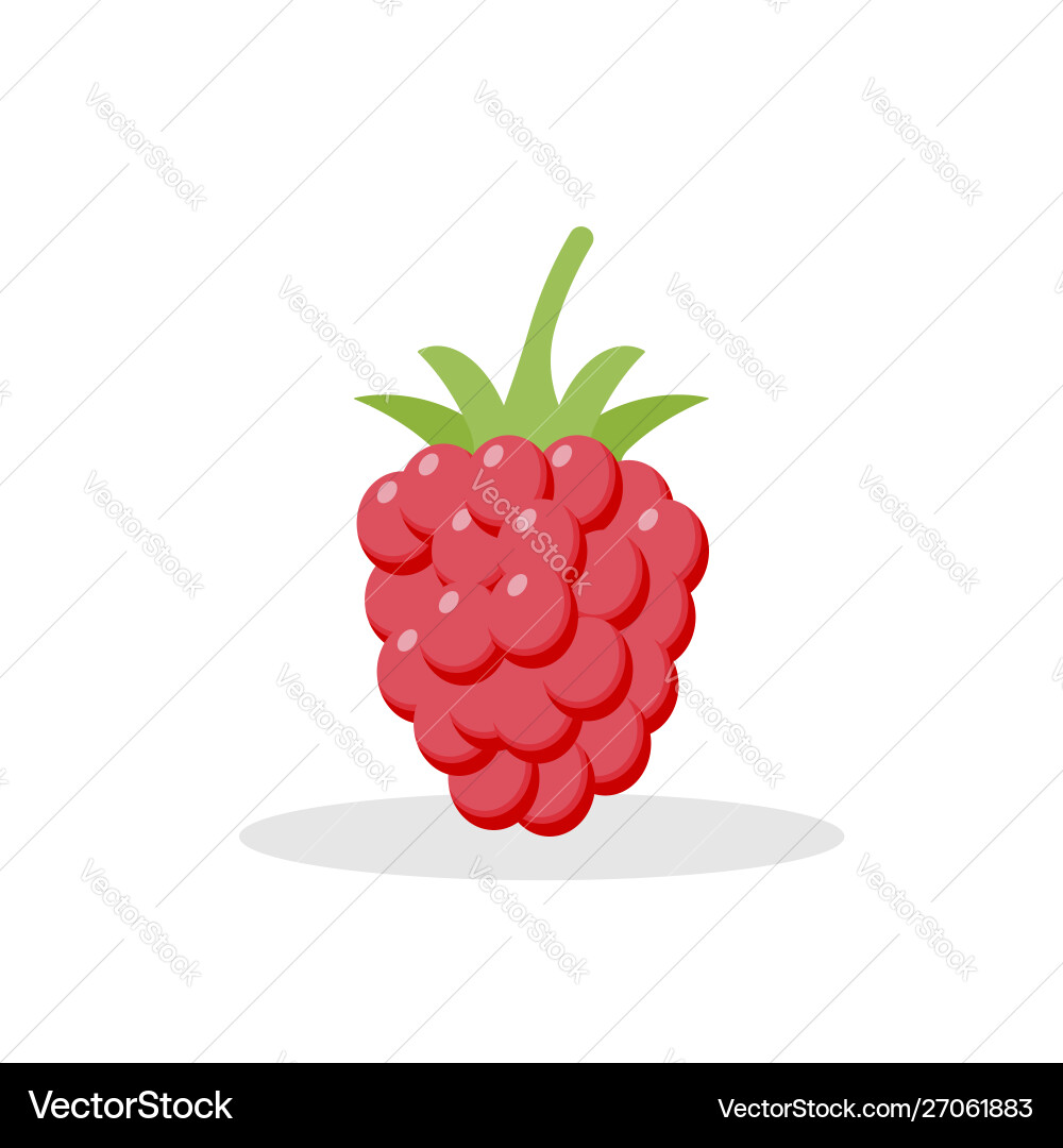 Raspberry with leaf isolated on white background Raspberry with leaf isolated on white background vector image
