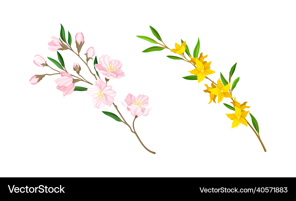 Spring blooming tree and shrub branches set Spring blooming tree and shrub branches set vector image