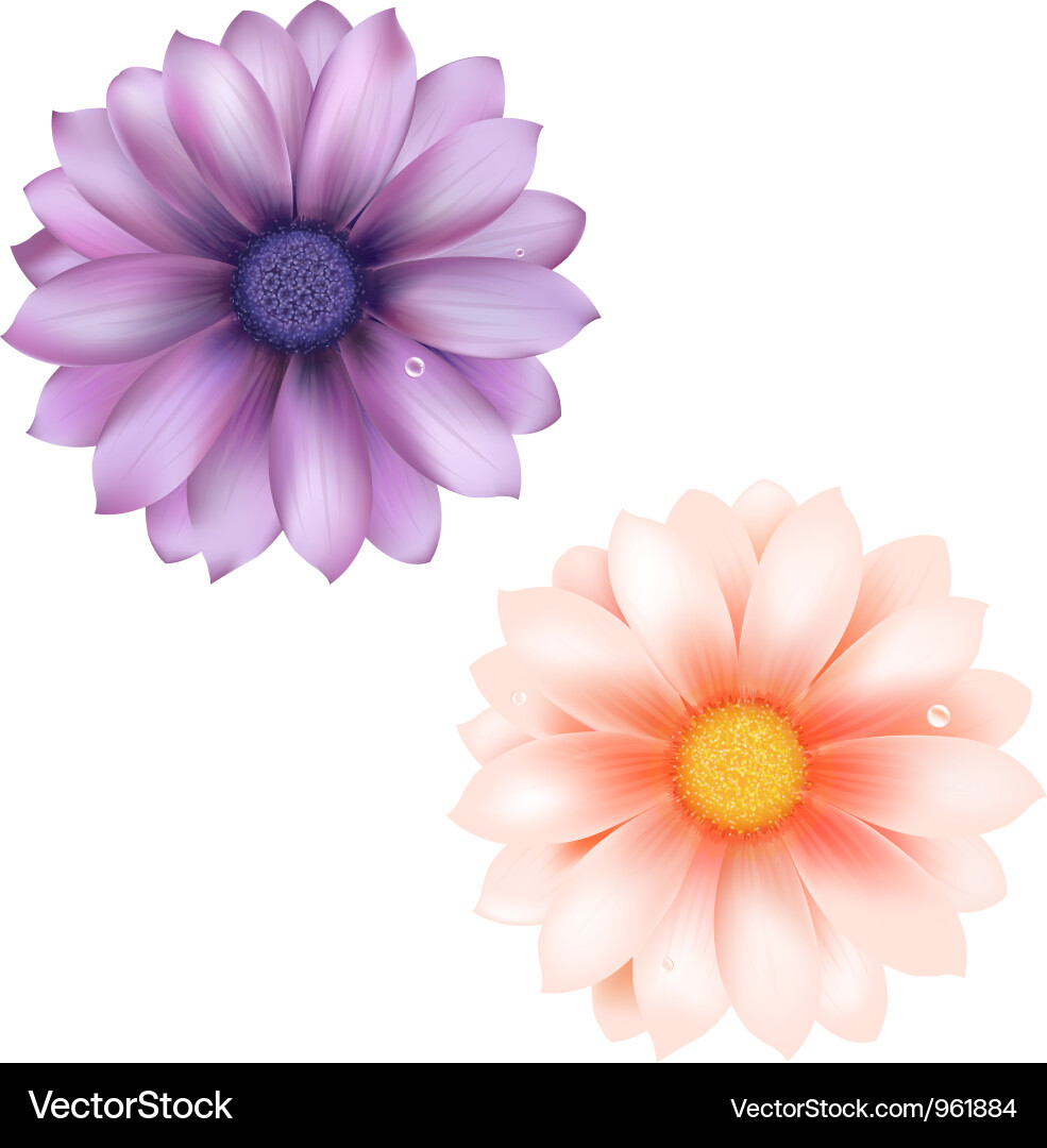 Gerbera Flower Background Vector Image