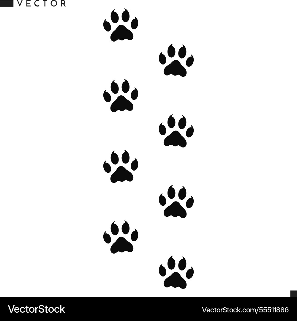 African lion paw prints Vector Image