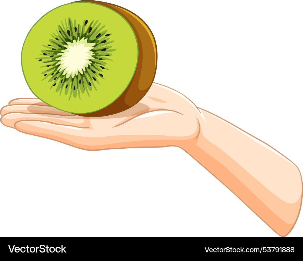 A hand holding kiwi slice – Royalty-Free Vector | VectorStock, image size:1000x862