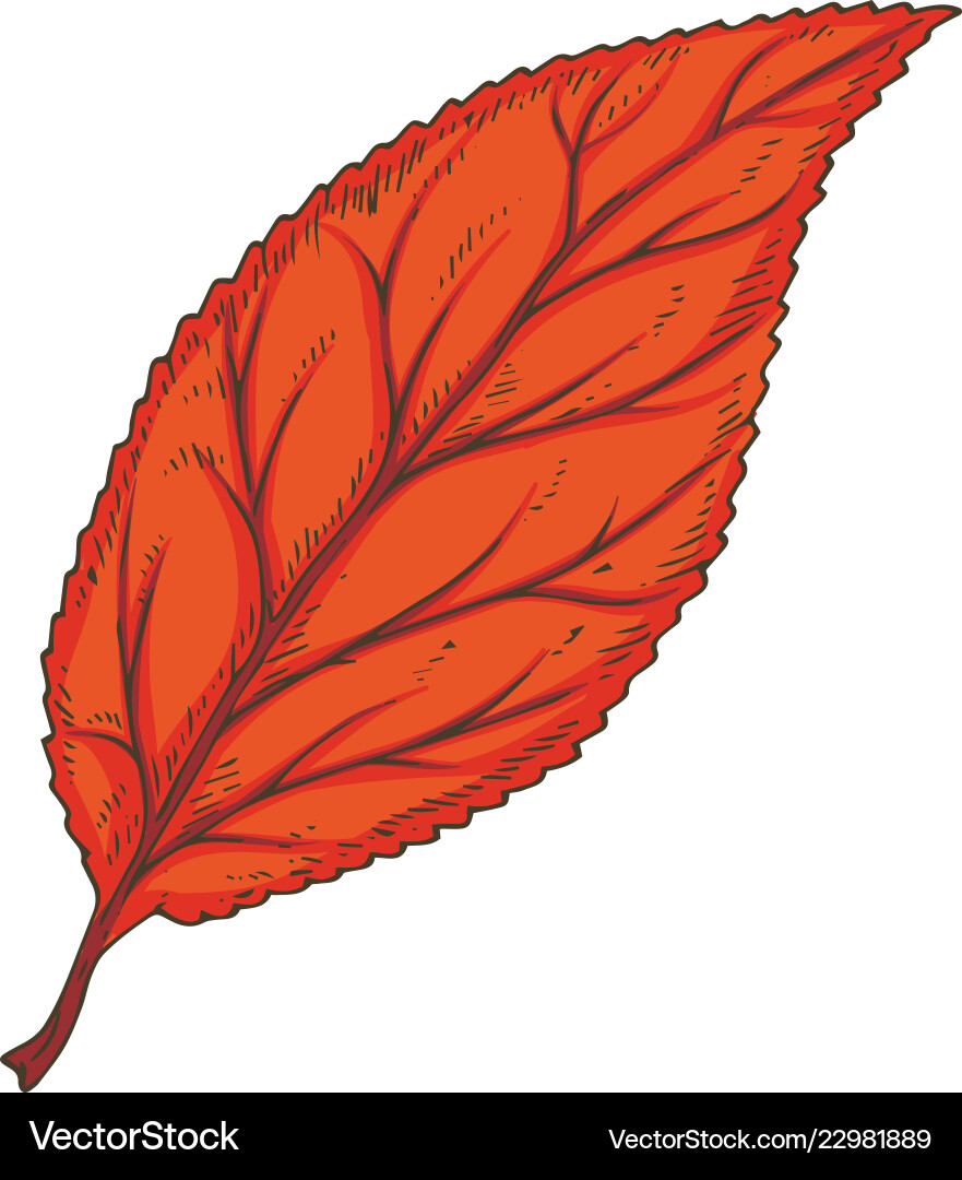Red dried beech leaf Vector Image