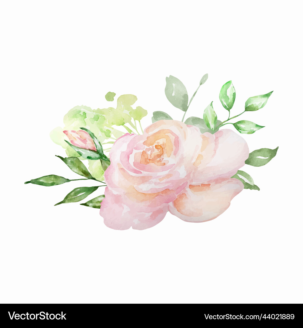 Watercolor bouquet of delicate roses Vector Image