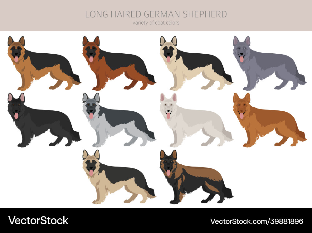 Long haired german shepherd dog in different coat vector image