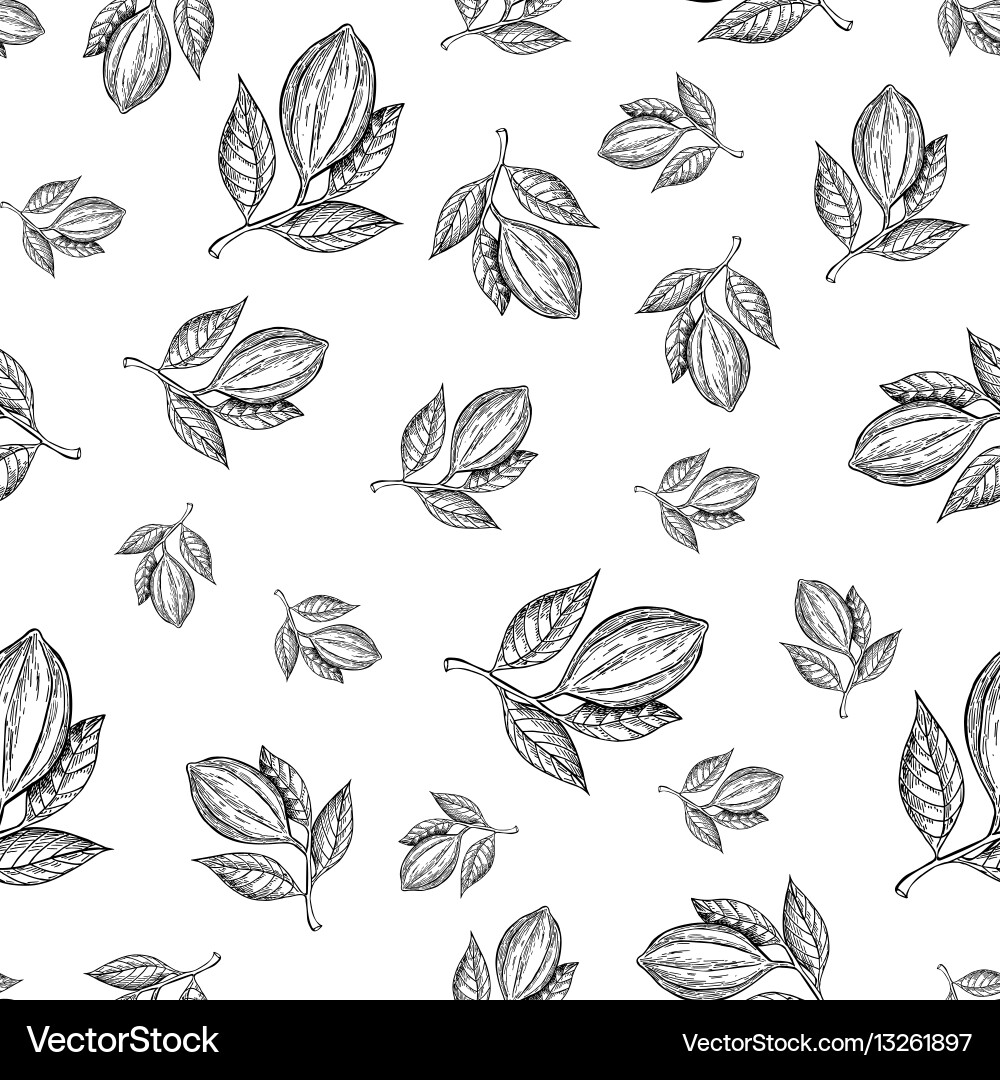 Cocoa branch seamless pattern superfood vector image