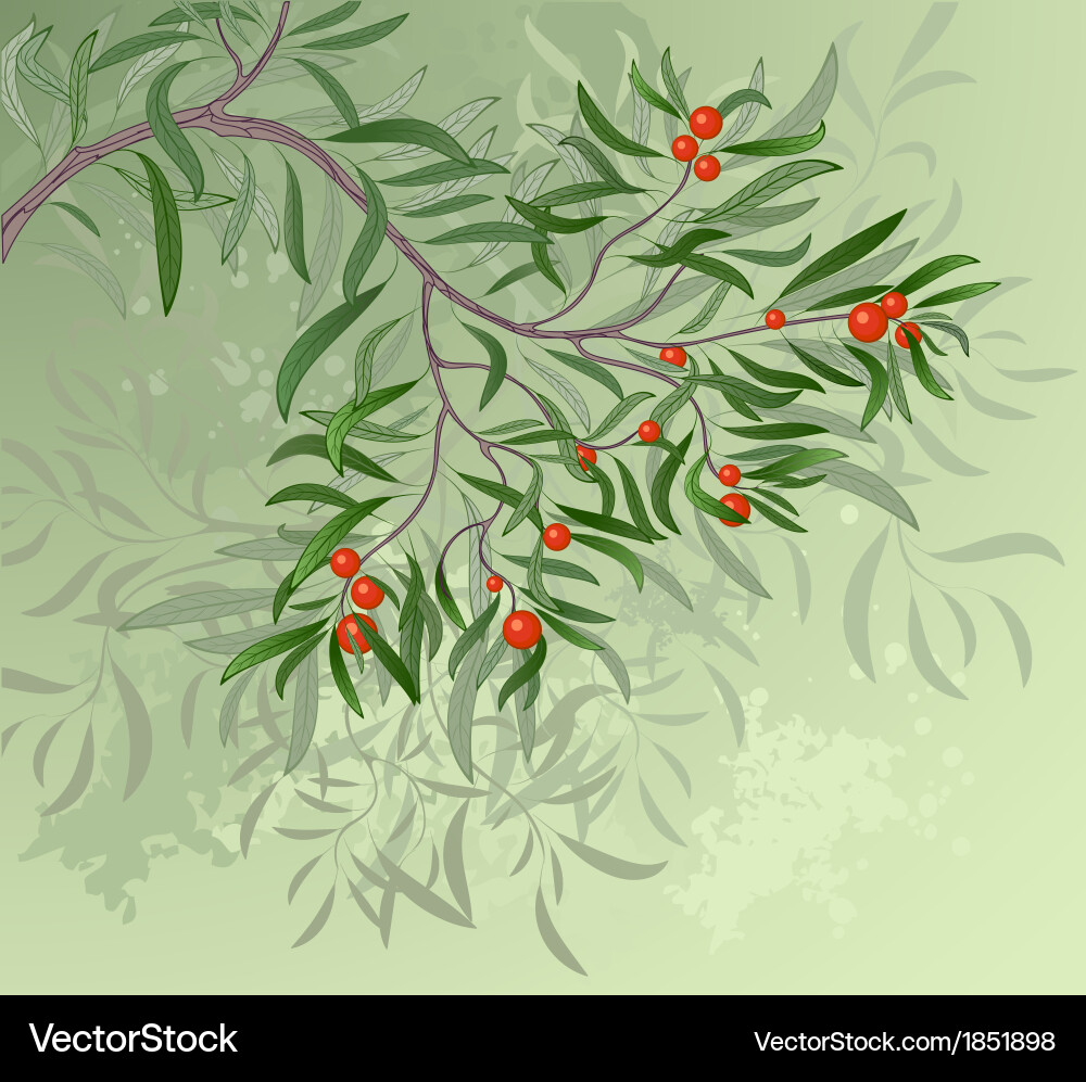 Branch with red berries vector image