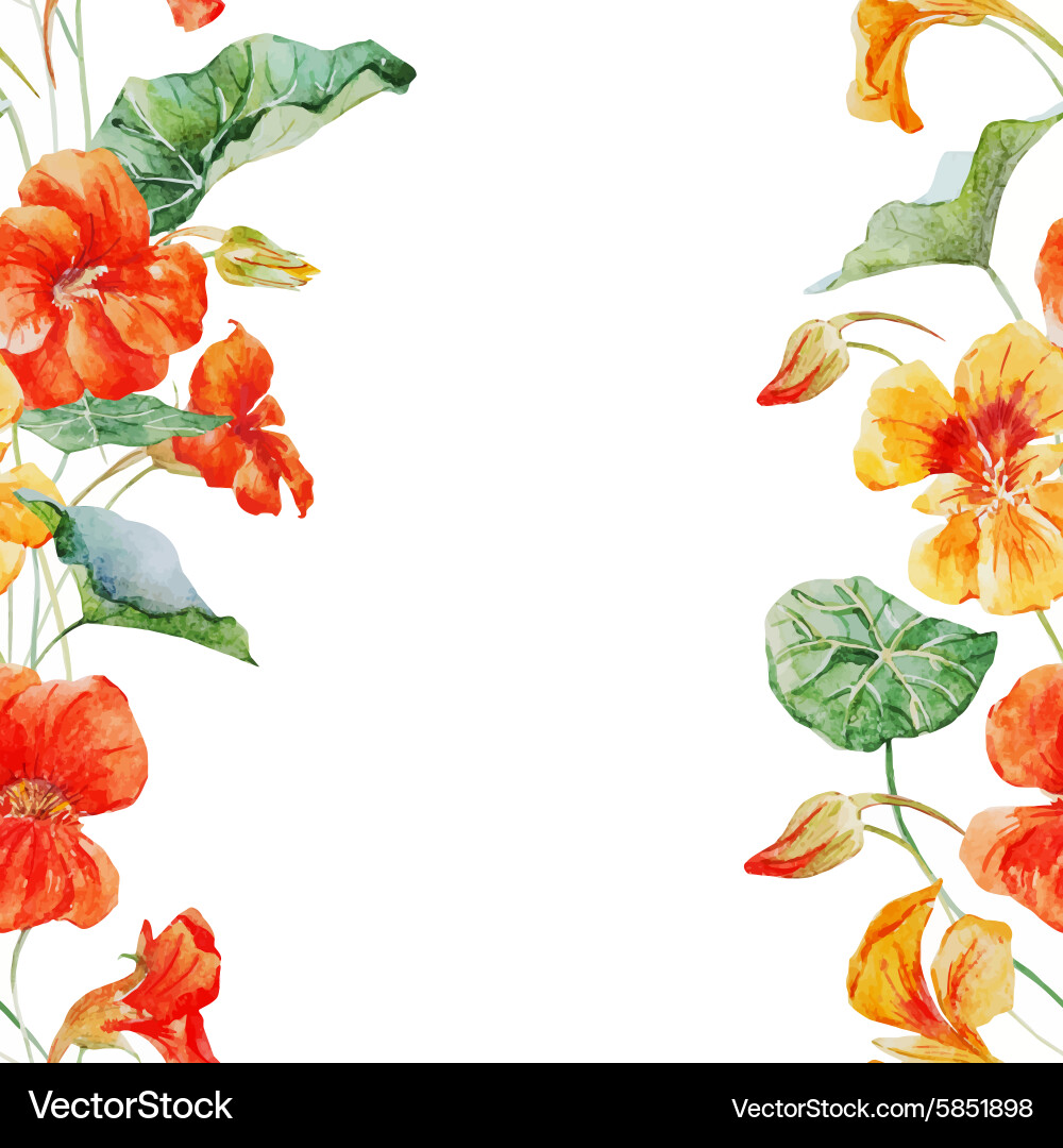 Watercolor Nasturtium Flower Pattern vector image