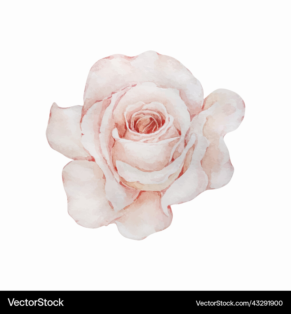 Watercolor floral light pink delicate rose Vector Image