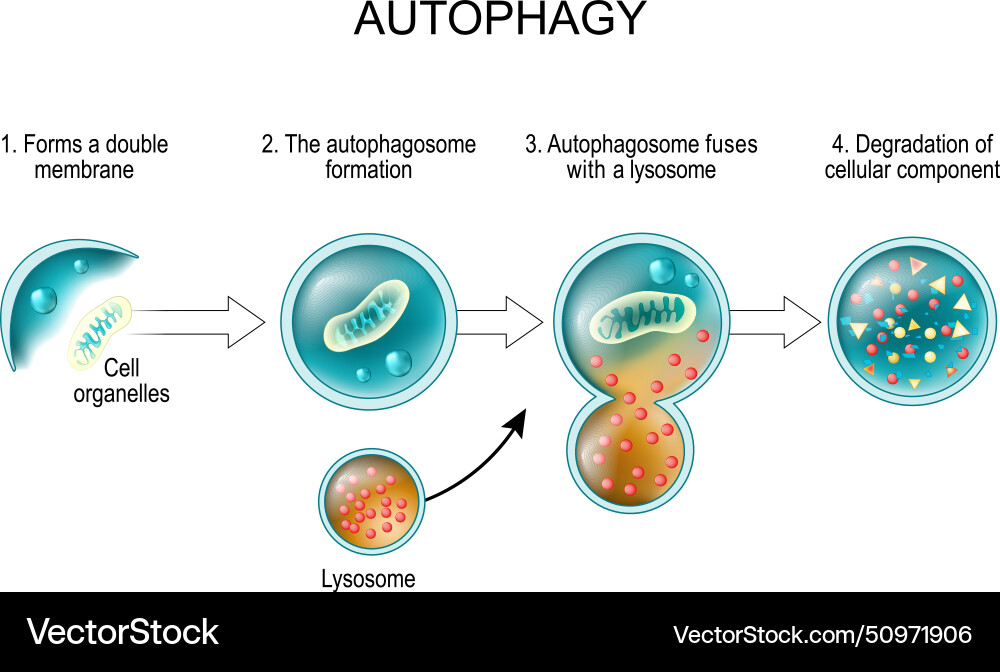Autophagy visual data 4
