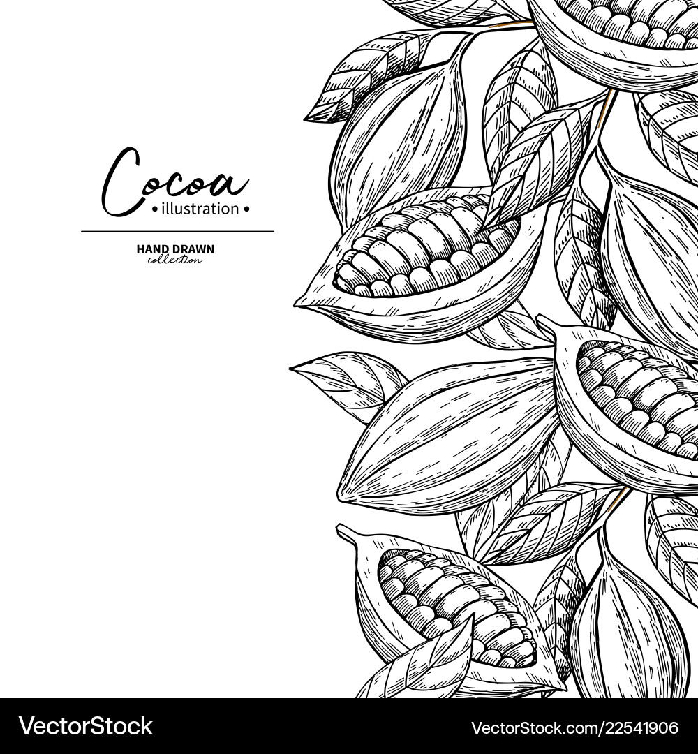 Cocoa Frame Superfood Zeichnungsvorlage Cocoa Frame Superfood Zeichnungsvorlage vektorbild