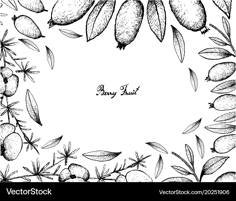 Hand drawn frame of asparagus fern fruit and array vector image