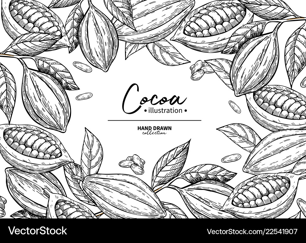 Cocoa Bean Botanical Frame vector image