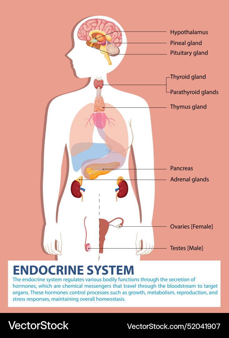 Endokrine System Einfach Erklärt Endokrine Drüsen und ihre Funktionen Lizenzfreier Vektor
