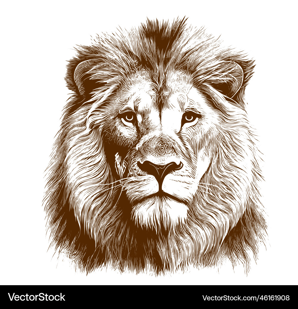 Lion portrait sketch hand drawn in doodle style Lion portrait sketch hand drawn in doodle style vector image