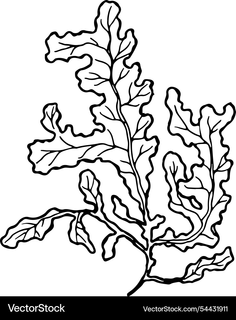 Aquarium Kelp Zeichnung marine Flora Algen Skizze Aquarium Kelp Zeichnung marine Flora Algen Skizze vektorbild