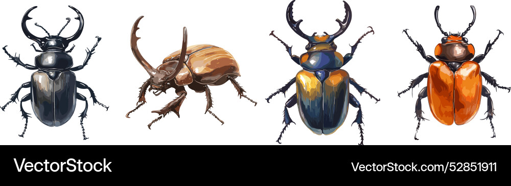 Rhinoceros aquarelle beetles big crowling insect Rhinoceros aquarelle beetles big crowling insect vector image