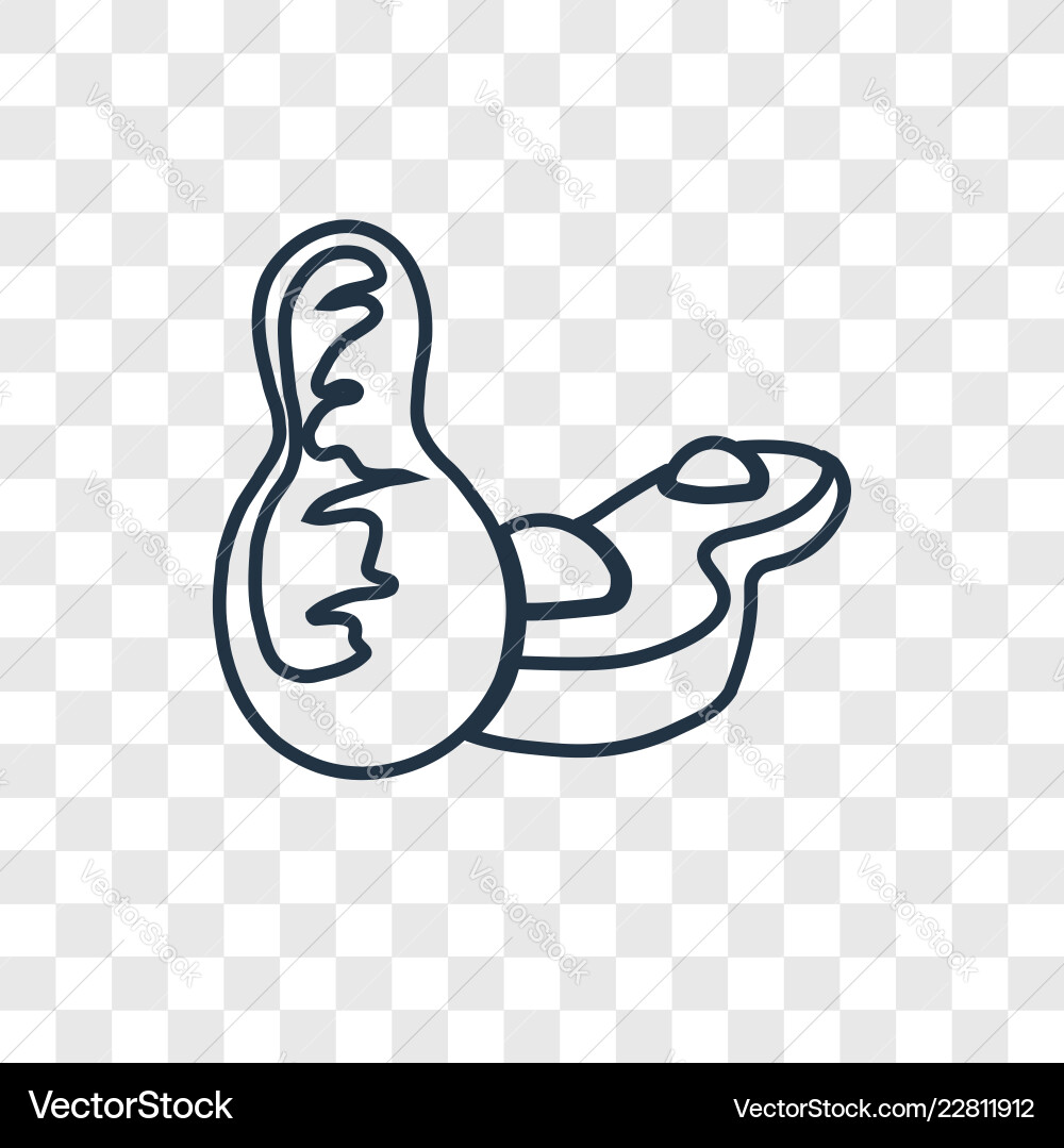 Peanut concept linear icon isolated Peanut concept linear icon isolated vector image