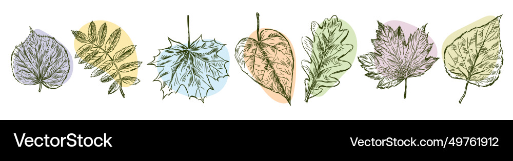 Set of sketches leaves different deciduous trees vector image