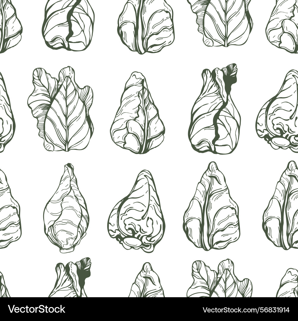Sketch cone cabbage pattern Vector Image