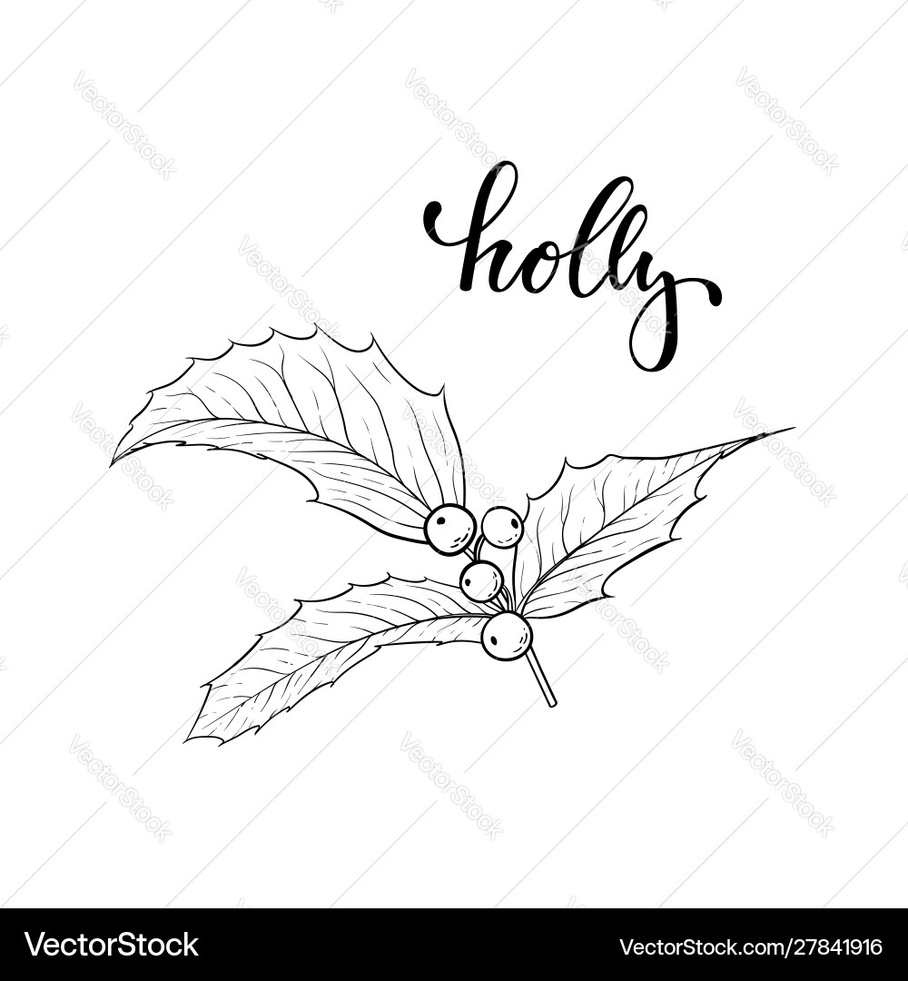 Black and white hand drawn holly ilex branch Vector Image