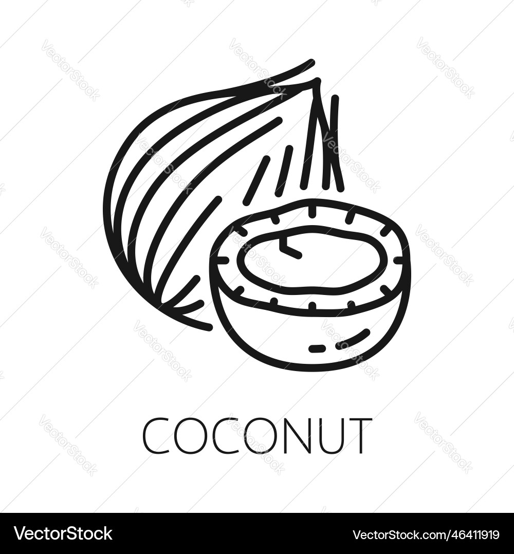 Coconut fruit in nutshell isolate outline coco nut Coconut fruit in nutshell isolate outline coco nut vector image