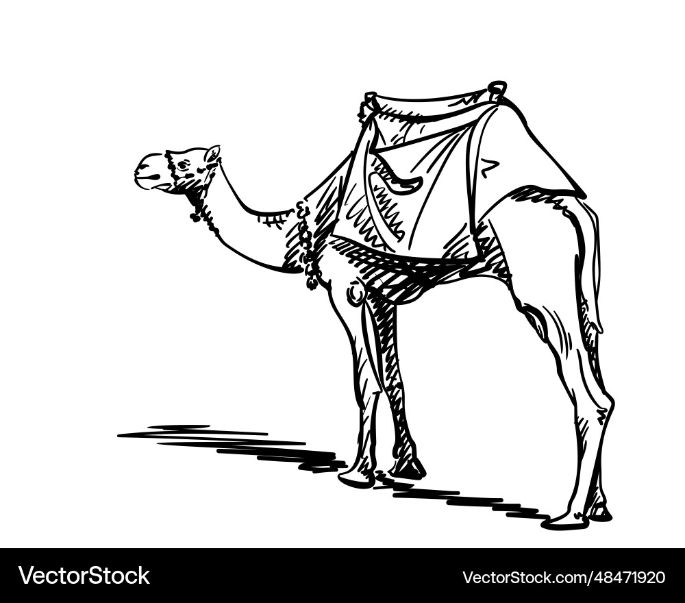 Camel standing with a saddle on hump simple Camel standing with a saddle on hump simple vector image