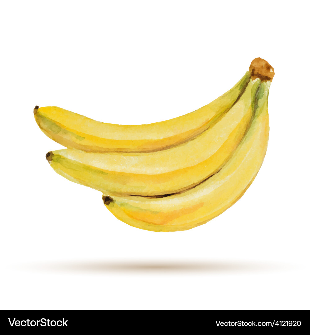 Watercolor Banana Still Life Vector Image