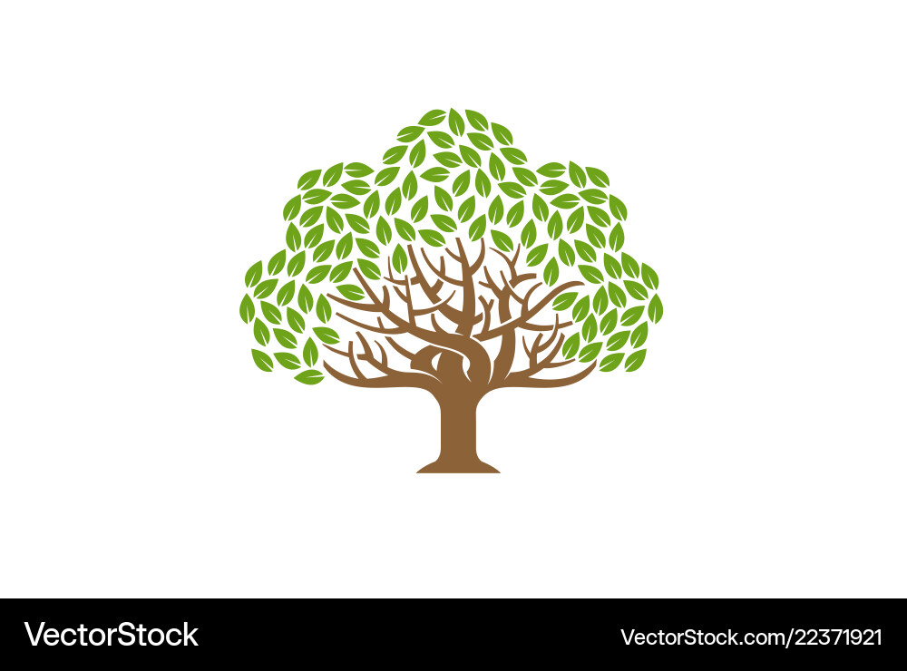 Elegant Oak Tree Logo Royalty Free Vector Image