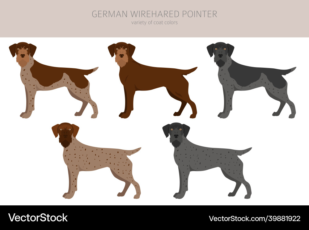 German Wirehaired Pointer - Multiple Poses vector image