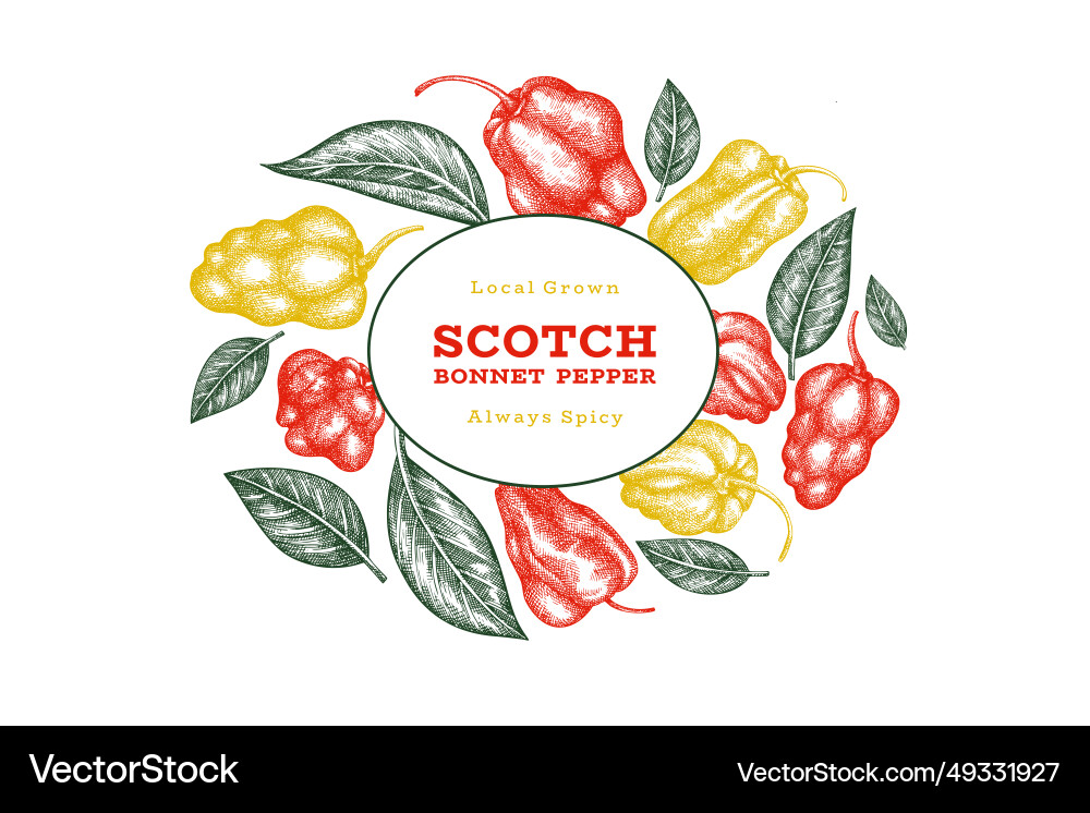Hand drawn sketch style scotch bonnet pepper Hand drawn sketch style scotch bonnet pepper vector image