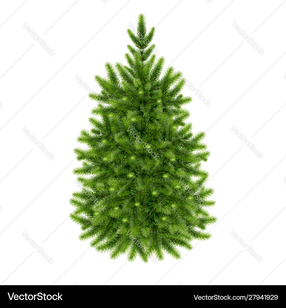 Fluffy green fir-tree Fluffy green fir-tree vector image