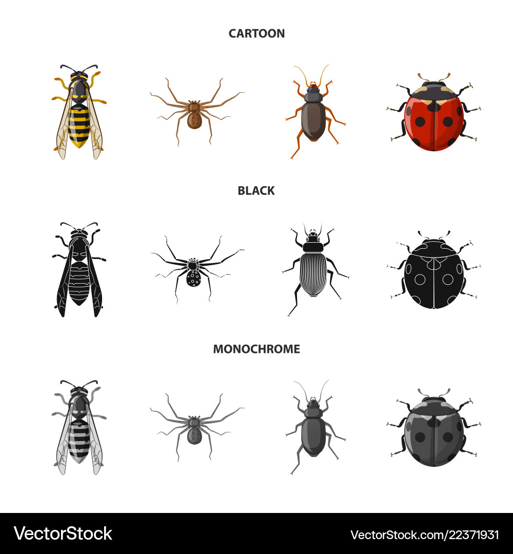 Isolated object of insect and fly symbol Isolated object of insect and fly symbol vector image